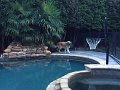 Alex_MooseDiscoversPool (3)